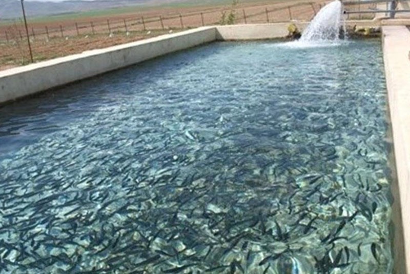 هشدار به پرورشدهندگان ماهیان سردآبی در آستانه بارشهای شدید هشدار به پرورشدهندگان ماهیان سردآبی در آستانه بارشهای شدید